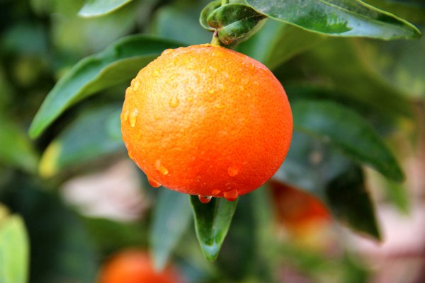 Clementine-Israel-citrus-Tu B'Shvat