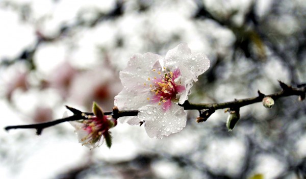 1080 almond blossom in Israel by Izhar Laufer