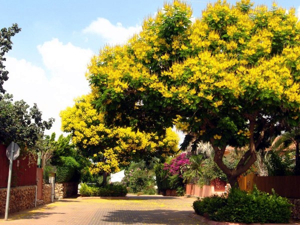 Copperpod trees in Israel (Photo by Yoel)