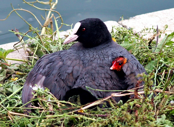 A mother protects her chick.  (Photo by M. Raffin)