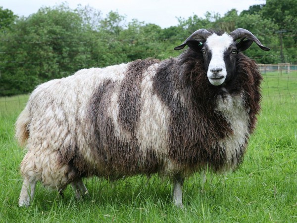 Jacob Sheep