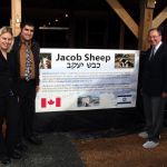 Jacob Sheep_Canada_Israel