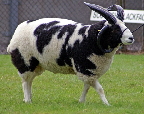 Jacob's Sheep