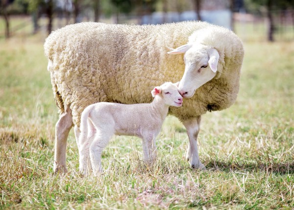 Passover, Pesach, Passover lamb