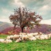 sheep grazing, beautiful hill,