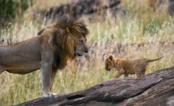 lion and cub