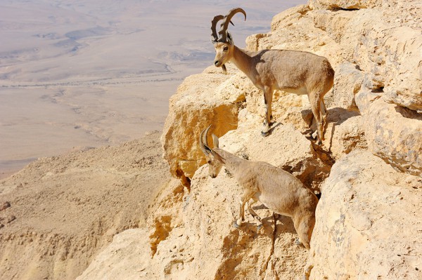 Mountain goats at Ramon Makhtesh Nature Preserve