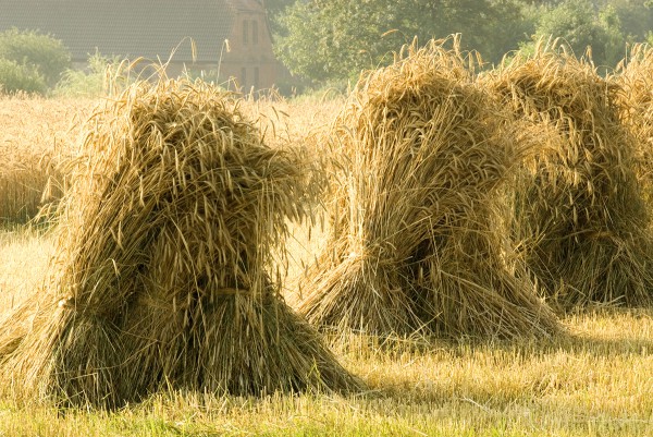 sheaves of rye