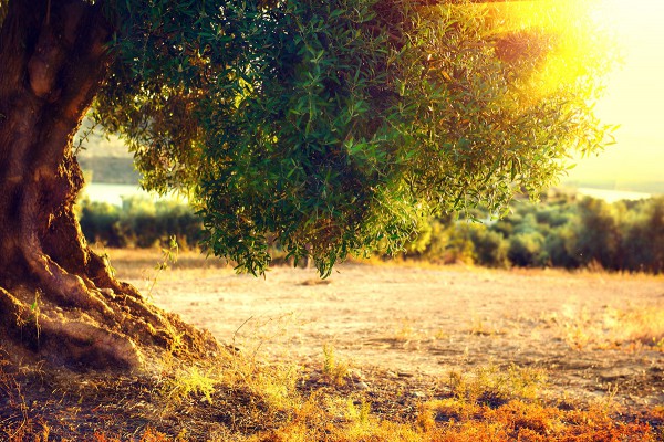 A cultivated olive tree